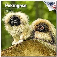 2023 2024 pekingese for sale  Delivered anywhere in USA 