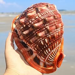 Large conch shells for sale  Delivered anywhere in USA 