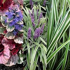 Shady variegated deer for sale  Delivered anywhere in USA 