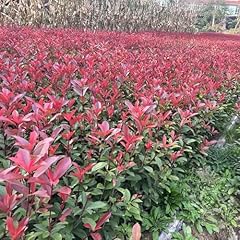 800 pettirosso rosso usato  Spedito ovunque in Italia 