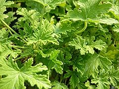 Citronella scented geranium for sale  Delivered anywhere in USA 