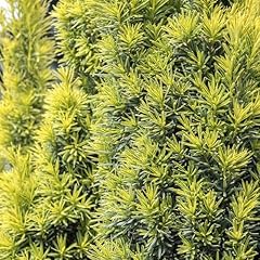 Carbeth plants taxus for sale  Delivered anywhere in UK
