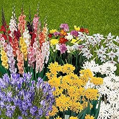 Garden summer flowering for sale  Delivered anywhere in UK