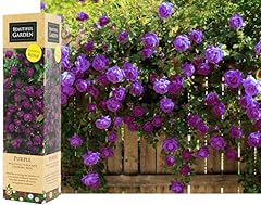 Purple climbing rose for sale  Delivered anywhere in UK