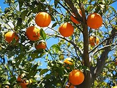 Citrus sinensis valencia gebraucht kaufen  Wird an jeden Ort in Deutschland