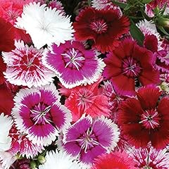 Dianthus hardy perennial for sale  Delivered anywhere in UK