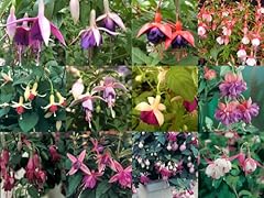 Fuchsia upright mixed for sale  Delivered anywhere in Ireland