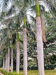 Royal palm live for sale  Delivered anywhere in USA 