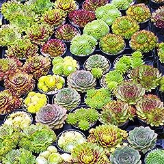 Sempervivum mix plants for sale  Delivered anywhere in UK