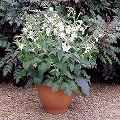 Nicotiana garden ready for sale  Delivered anywhere in UK