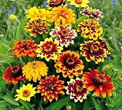 Zinnia haageana 350 for sale  Delivered anywhere in UK