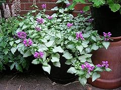 Purple dragon lamium for sale  Delivered anywhere in USA 
