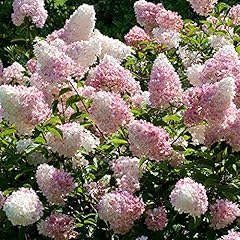 Paniculate hydrangea paniculat for sale  Delivered anywhere in UK