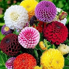 Seeds dahlia pompon usato  Spedito ovunque in Italia 