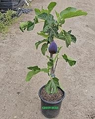 Violette bordeaux fig for sale  Delivered anywhere in USA 