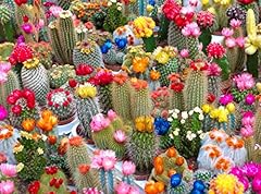 Seedsup seeds cactus for sale  Delivered anywhere in USA 