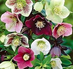 Helleborus orientalis mixed for sale  Delivered anywhere in UK