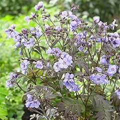 Polemonium heaven scent for sale  Delivered anywhere in UK