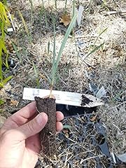 Seedling Brahea Armata Blu Hesper Palm Molto freddo Hardy e resistente alla siccità usato  Spedito ovunque in Italia 