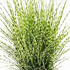 Miscanthus sinensis strictus for sale  Delivered anywhere in UK