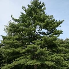 White pine live for sale  Delivered anywhere in USA 