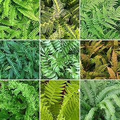 Fern plant mix for sale  Delivered anywhere in Ireland