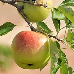 Apple tree plant for sale  Delivered anywhere in USA 