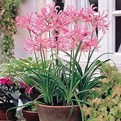 Nerine bulbs hardy for sale  Delivered anywhere in UK