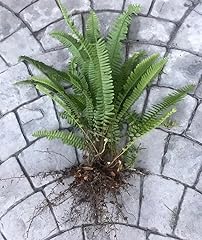 Boston sword fern for sale  Delivered anywhere in USA 