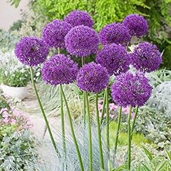 Allium purple sensation for sale  Delivered anywhere in Ireland