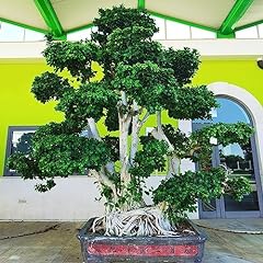 Macro bonsai ficus usato  Spedito ovunque in Italia 