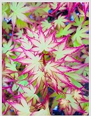 Hanami nishiki japanese for sale  Delivered anywhere in USA 