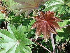 100 ricinus communis for sale  Delivered anywhere in UK