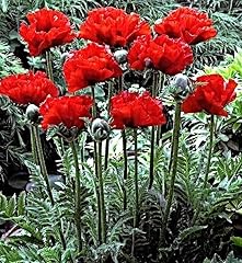 Samen türkischer mohn gebraucht kaufen  Wird an jeden Ort in Deutschland