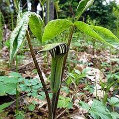 Arisaema triphyllum seeds for sale  Delivered anywhere in USA 