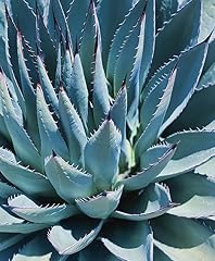 Century agave americana for sale  Delivered anywhere in UK