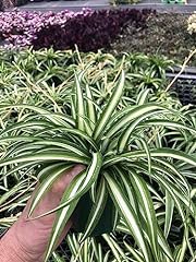 Spider plant reverse for sale  Delivered anywhere in USA 