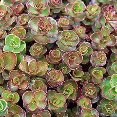 Sedum dragons blood for sale  Delivered anywhere in UK