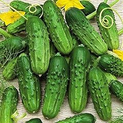 Pioneer cucumbers great for sale  Delivered anywhere in USA 