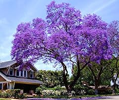 Bluebell tree paulownia d'occasion  Livré partout en France