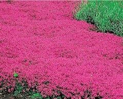20000 red creeping for sale  Delivered anywhere in USA 