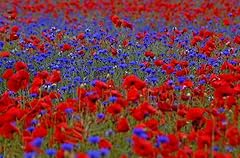 Mohnwiese blaue kornblume gebraucht kaufen  Wird an jeden Ort in Deutschland