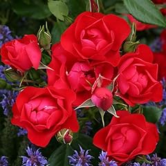 Rosa tappezzante rossa usato  Spedito ovunque in Italia 