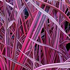 Cordyline festival raspberry for sale  Delivered anywhere in UK