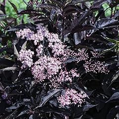 Sambucus nigra black for sale  Delivered anywhere in Ireland