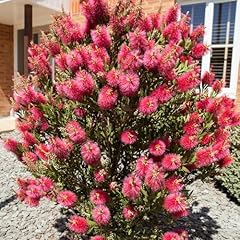 Yougarden callistemon bottlebr for sale  Delivered anywhere in UK