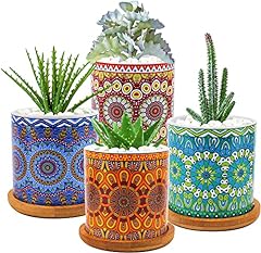 Yesland pack succulent for sale  Delivered anywhere in USA 