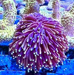Live saltwater coral for sale  Delivered anywhere in USA 