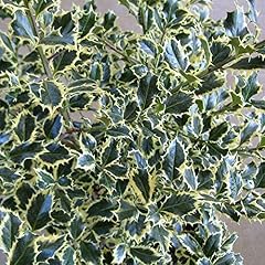 Ilex aquifolium argentea for sale  Delivered anywhere in UK