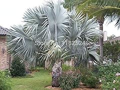 Bismarckia nobilis palmier d'occasion  Livré partout en France